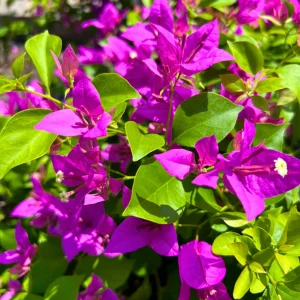 Bougainvillea Multi Colour