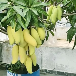Banana Mango