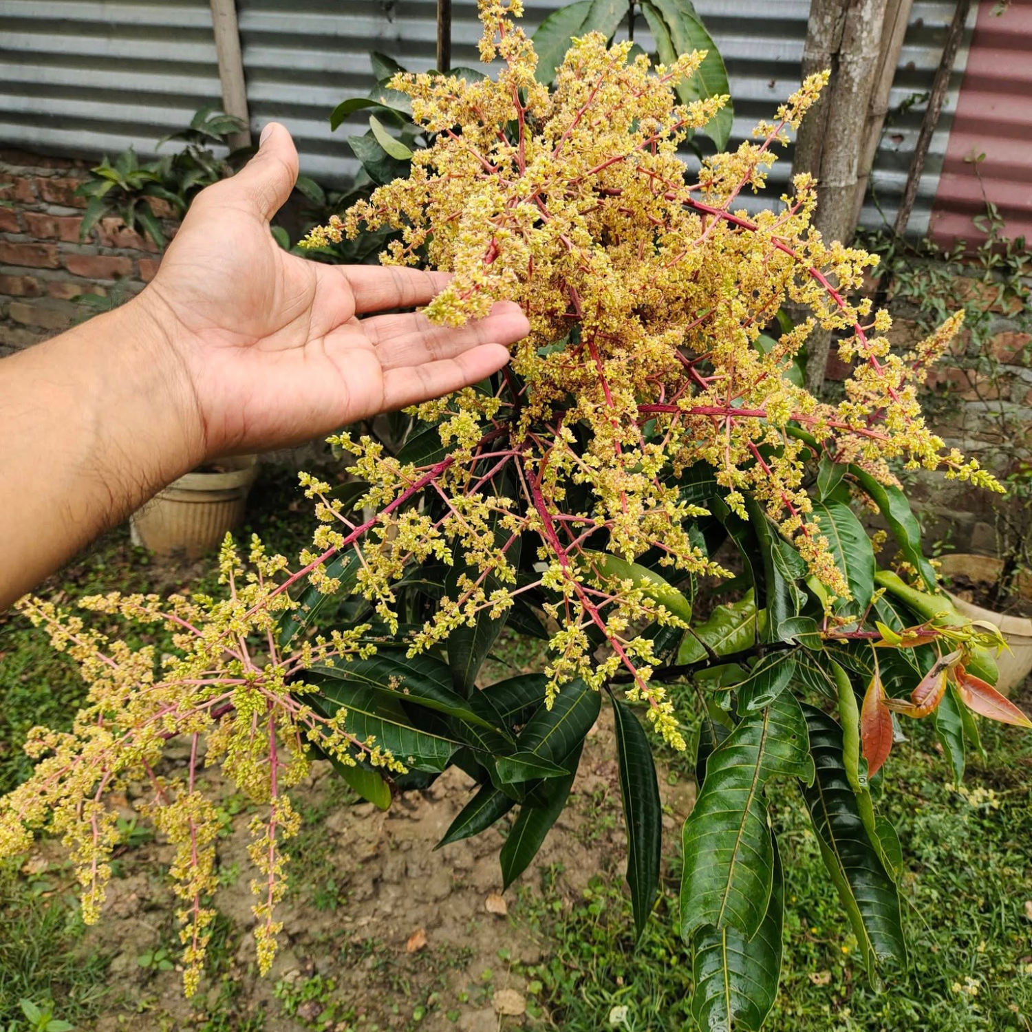 Ambika Mango plant 3.5 feet long, 1.5 years old, full of abundant flowers