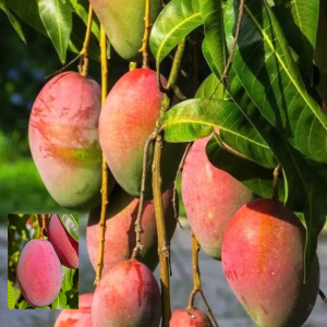 Ripe Ambika Mangoes hanging from a branch with vibrant red color, one mango zoomed for detail