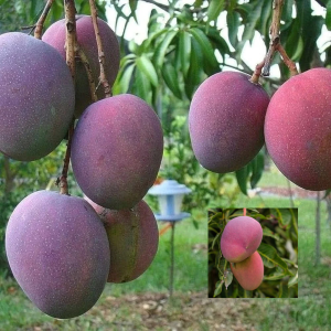 Seven ripe Red Palmer mangoes hanging from the same branch, with a small inset frame showing two additional mangoes
