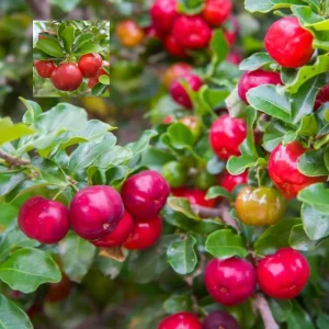 Ripe Barbados Cherry fruits hanging on lush green branches showing glossy red skin and healthy foliage