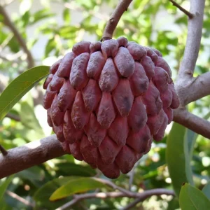 Close-up image of a deep red Laal Sitaphal (Annona squamosa) with segmented skin, hanging on a tree branch with blurred green foliage in a natural, bright, tropical setting in India