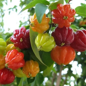 Cluster of ripe and unripe Red Surinam Cherries (Eugenia uniflora) showing vibrant red, orange, and green fruits on the plant