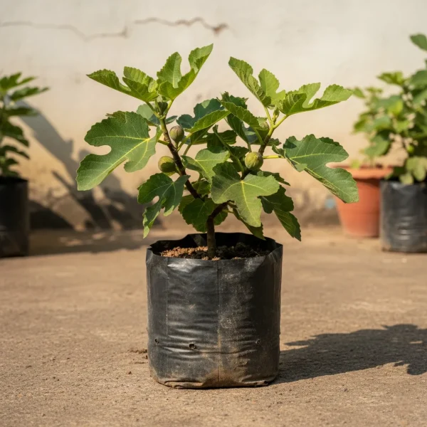 Fig Ree Sapling Brown Turkey Fig Tree: Hardy, Self-Pollinating, Double-Crop Variety ...