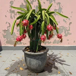 Red Dragon Fruit Plant in a pot, displaying mature, vibrant red pitaya fruits ready for harvest against a cracked pink wall.