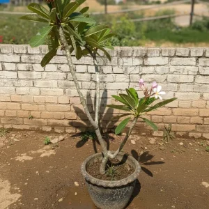 A young, blooming Plumeria Plant (Frangipani) in a weathered tub, featuring pink and yellow flowers against a low brick wall