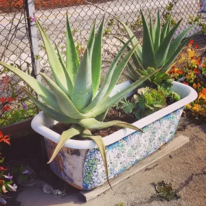 Large Aloe Vera plants and succulents growing in a repurposed, patterned white bathtub planter next to a wire fence